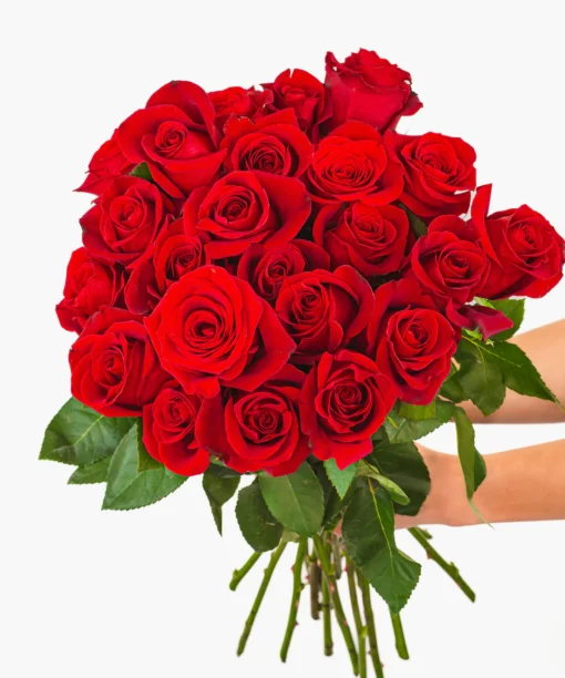Raudona rožė 70 cm